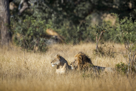 非洲狮子夫妇躺在非洲南部Kruge公园的热带草原上Felida的SpciPanthrlo家庭图片