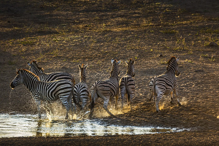 南部非洲Kruge公园清晨在水坑中奔跑的斑马非洲南部Kruge公园的蓝斑马非洲南部Kruge公园的蓝斑马图片
