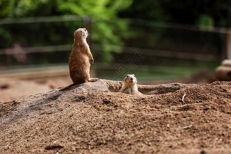 动物园里有趣的食鼠松图片