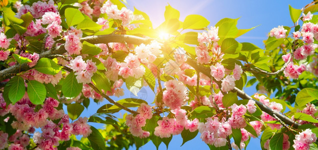 春花美丽的盛开树樱花枝宽阔的照片图片