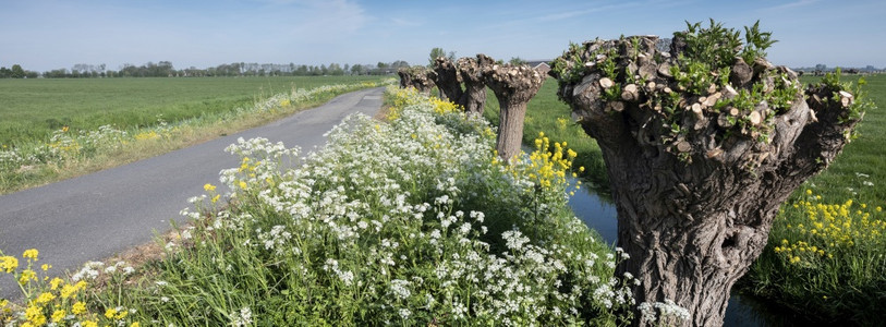 阿姆斯特丹附近杜赫乡村地貌的春花和柳树图片