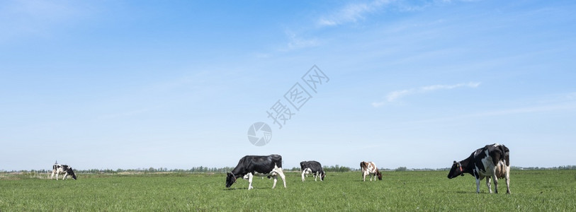 奶牛吃草在绿草原上发现奶牛在蓝天下在内地背景