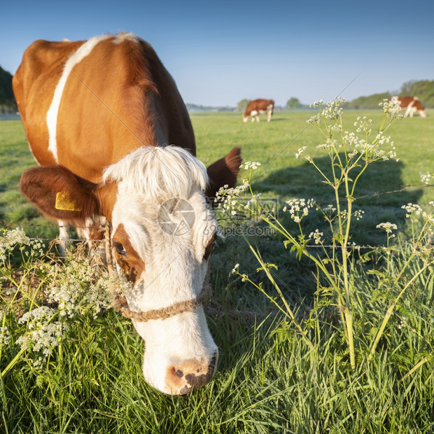 红白斑奶牛详细肖像