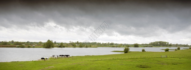 位于灰云下内河地带中部的杜特奇河景观中的年轻奶牛图片