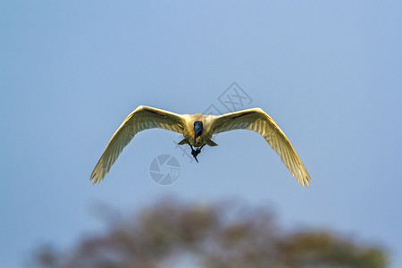 希勒斯基诺蒂达家族的specithrskionmelanocphlus家庭图片