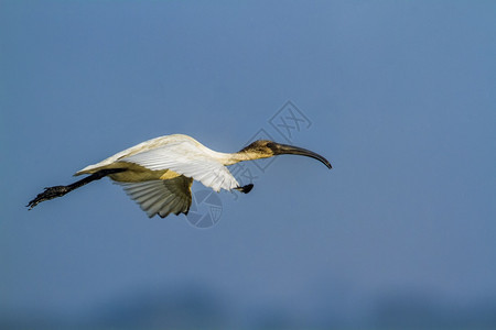 希勒斯基诺蒂达家族的specithrskionmelanocphlus家庭图片