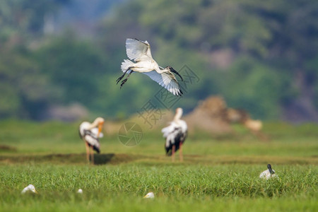 希勒斯基诺蒂达家族的specithrskionmelanocphlus家庭背景图片