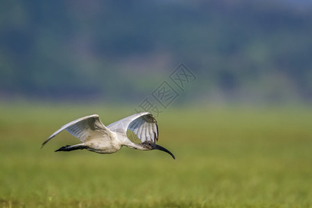 希勒斯基诺蒂达家族的specithrskionmelanocphlus家庭图片