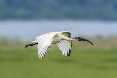 希勒斯基诺蒂达家族的specithrskionmelanocphlus家庭图片