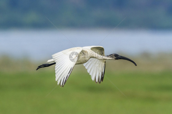 希勒斯基诺蒂达家族的specithrskionmelanocphlus家庭图片