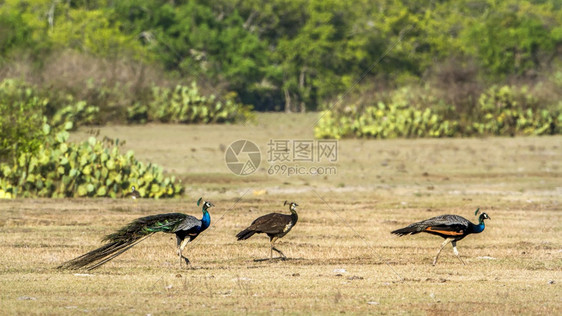 paonbleu的斯普西家族图片