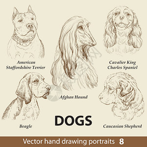 英国查理王小猎犬手绘矢量狗肖像图插画