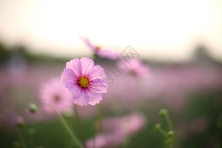 宇宙字段粉红色的花朵紧的花底图片