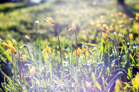 日落时的草地上美丽黄色郁金香图片