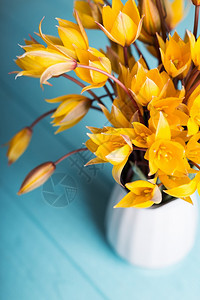 蓝色背景的古代花瓶里美丽的黄色郁金香蓝背景的花瓶里图片
