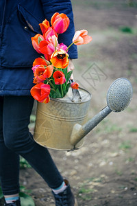 花园里有自来水罐郁金和工具的女孩春天和园艺图片