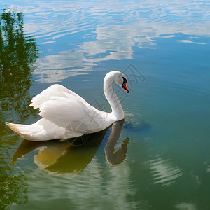 阳光明媚的一天白鹅在池塘上图片