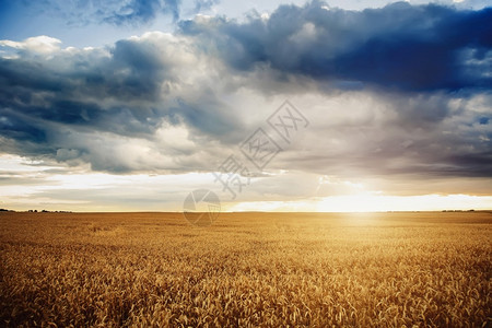 秋天的黄色麦田和广阔的天空图片