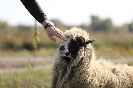 男在绿野外抚摸一只友善的羊有选择焦点男在绿野外抚摸友善的羊有选择焦点图片