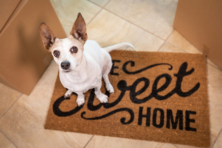 可爱的狗坐在家里甜的欢迎垫子在地板上靠近盒子图片