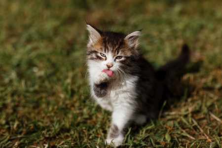 小猫在花园的草地上洗脸春天阳光明媚的一有选择焦点小猫在花园的草地上洗脸春天阳光明媚的一有选择的焦点图片