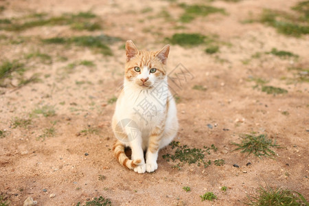 一只可爱的红猫和白户外肖像在春日看着相机选择焦点复制空间一张可爱的红猫和白户外肖像图片