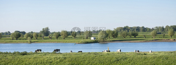 黑白斑的荷尔斯坦奶牛和大篷车沿河岸的列克靠近边的瓦伊克比杰杜尔斯特德图片
