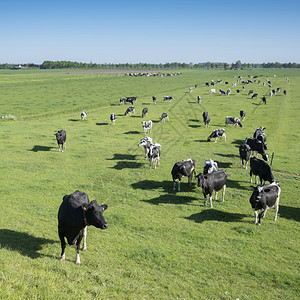 许多黑白斑的荷尔斯坦牛在绿草丛林地原上图片
