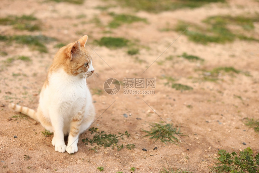 可爱的红猫和白户外看着春日的相机选择焦点复制空间可爱的红猫和白户外图片