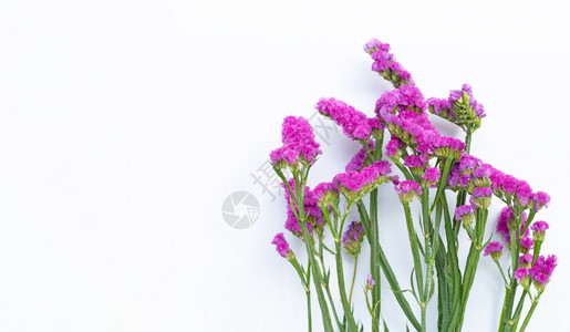 白色背景上的静态花朵复制空格图片