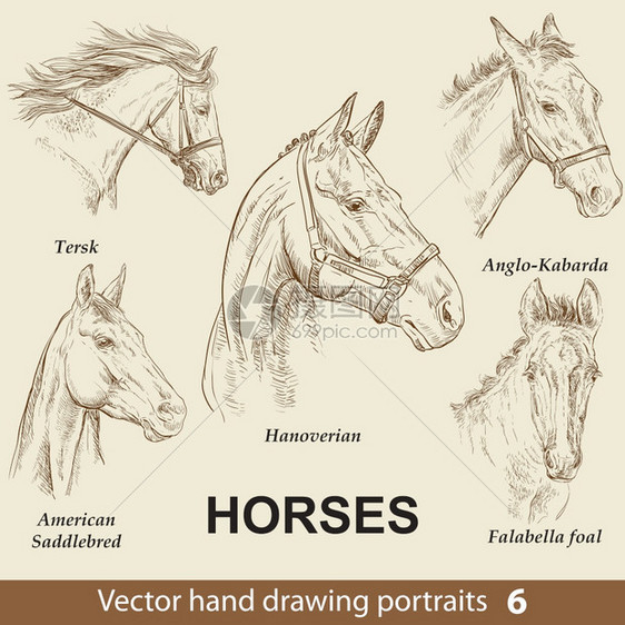 手绘矢量马头肖像图图片
