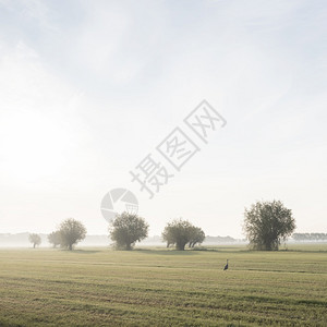 草原和一排柳树草和一排柳木清晨草原上乌德勒支附近的乡村风景图片