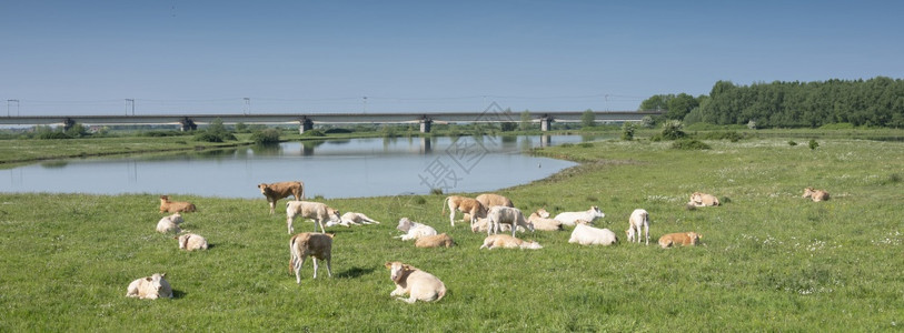 在蓝色天空下Uutrech和ulemborg之间的内地列克河上铁路桥附近的洪泛平原上浅褐色蜜奶牛图片