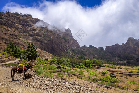 在非洲佛得角圣安多岛的科瓦德保罗沃塔诺火山口的驴子佛得角圣安托岛上的科瓦德保罗沃塔诺火山口中的驴子图片