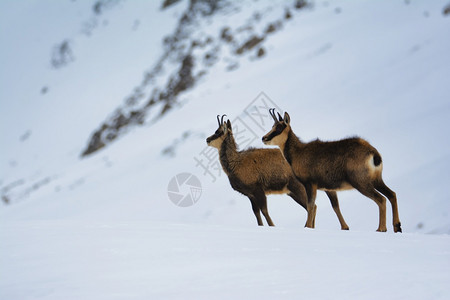 西班牙公园picosdeuropa山峰上的雪积中黑白图片