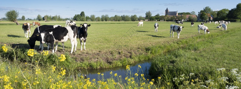 黄草黄春花和在草地上发现的奶牛在蓝天下霍兰市中心莱尔布罗克老教堂附近的vijfhernlad背景