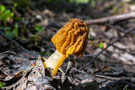 春林中生长的食用黑蛋白蘑菇背景图片