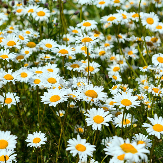 夏季盛开的田地白黄色甘菊花朵图片