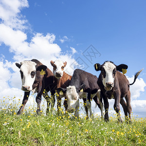 四只好奇的小牛站在草地上蓝天下有黄的花朵图片