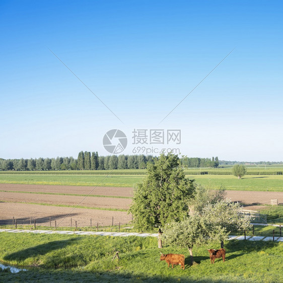 在阳光明媚的春日在尼黑地莱克蒙附近的杜氏石童中在高棉地牛群中图片