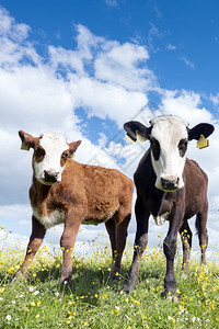 黄草在青草地上站着两只好奇的小牛蓝天下有黄的花朵背景