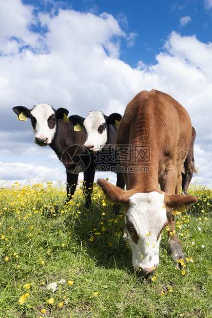 三只好奇的小牛站在草地上蓝天下有黄蝴蝶花朵图片