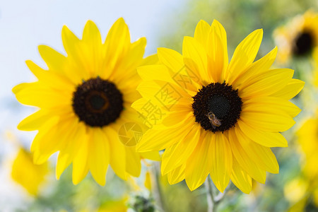 在阳光明媚的夏季或春日在田野中美丽的向日葵用于明信片美容和农业设计图片