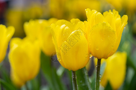 冬或春日的郁金香田花和绿叶背景用于装饰和农业设计图片