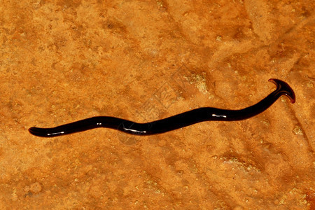 锤头蠕虫双种甘埃什古迪卡纳塔因迪亚背景图片