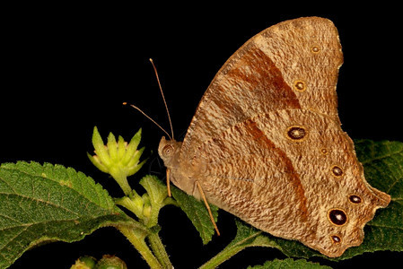 棕黄蝴蝶脑膜炎甘埃什古迪卡纳塔印地安群岛图片