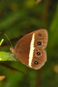 黑人蝴蝶乌鲁比卡纳塔图片