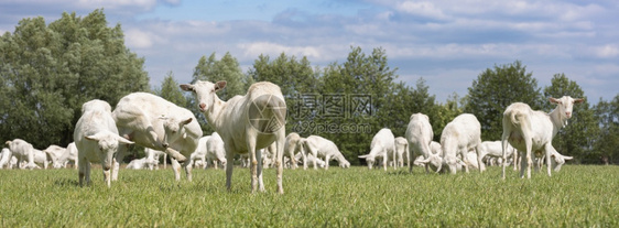 放牧的山羊图片
