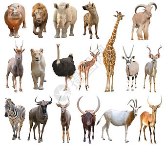 白背景上分离的非洲动物收藏图片