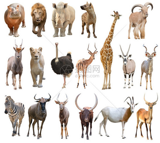 白背景上分离的非洲动物收藏图片